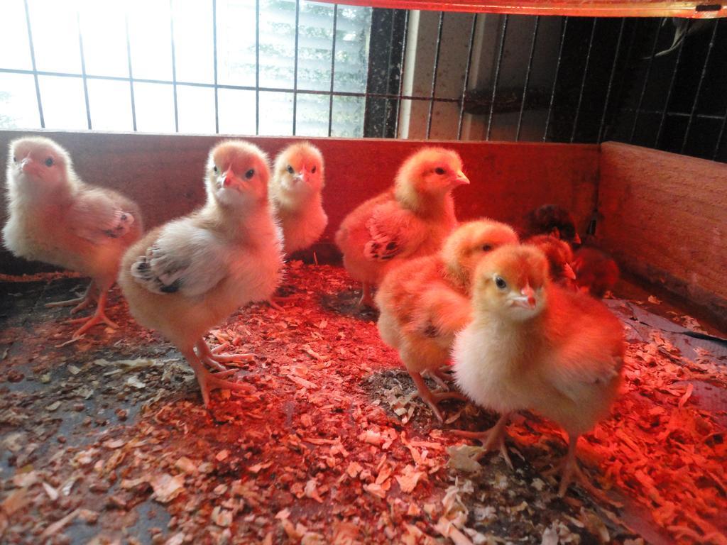 Willow Court Farm Studio South & Petting Farm, 8 Mins From Legoland & Windsor, 15 Mins From Lapland Uk Eksteriør billede