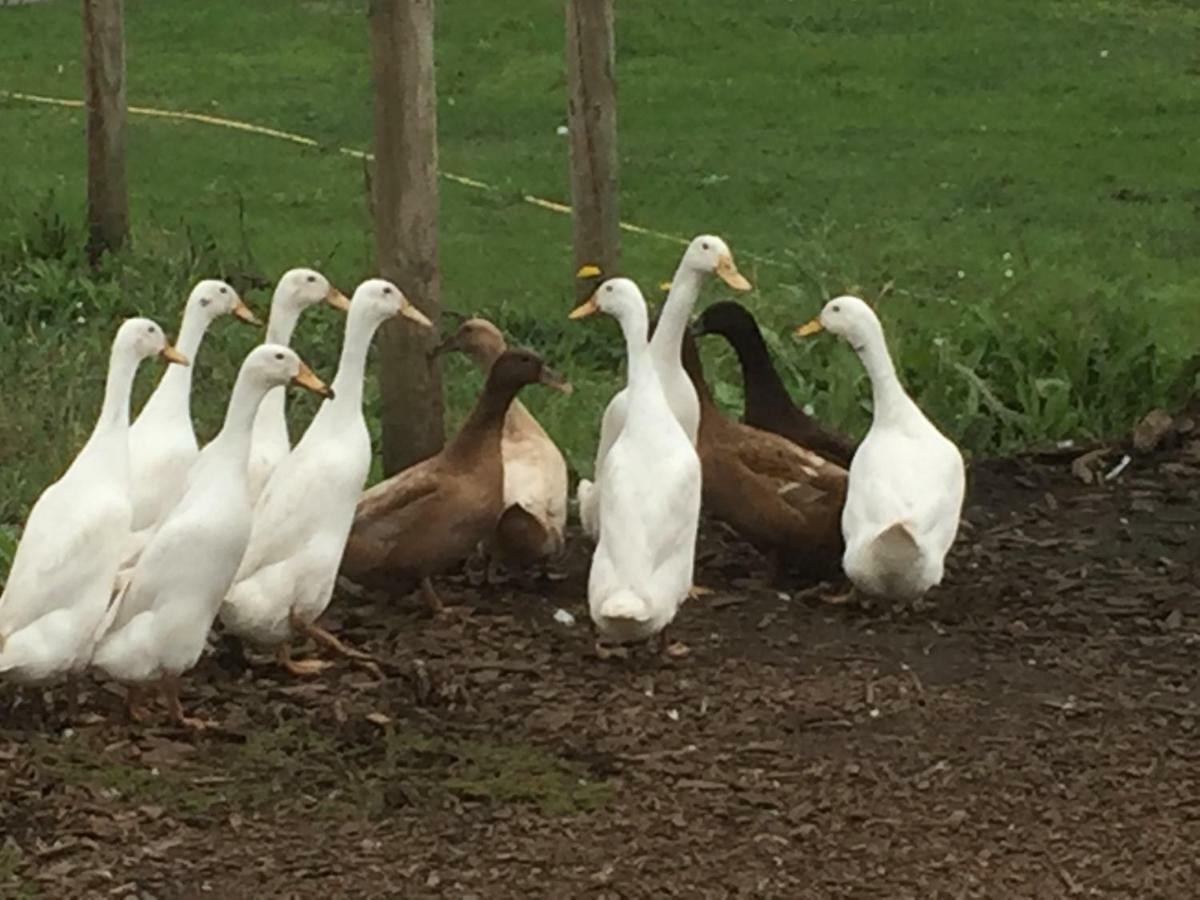 Willow Court Farm Studio South & Petting Farm, 8 Mins From Legoland & Windsor, 15 Mins From Lapland Uk Eksteriør billede
