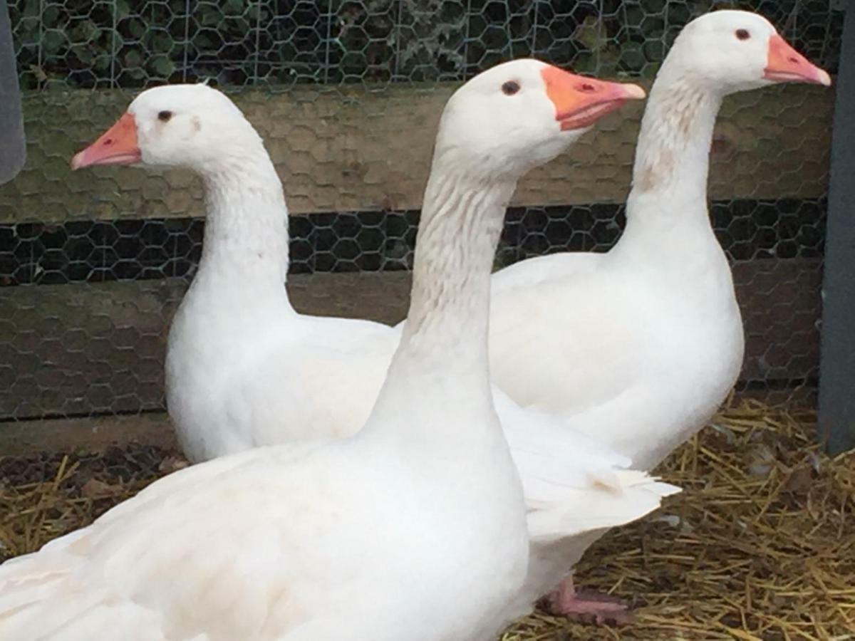 Willow Court Farm Studio South & Petting Farm, 8 Mins From Legoland & Windsor, 15 Mins From Lapland Uk Eksteriør billede
