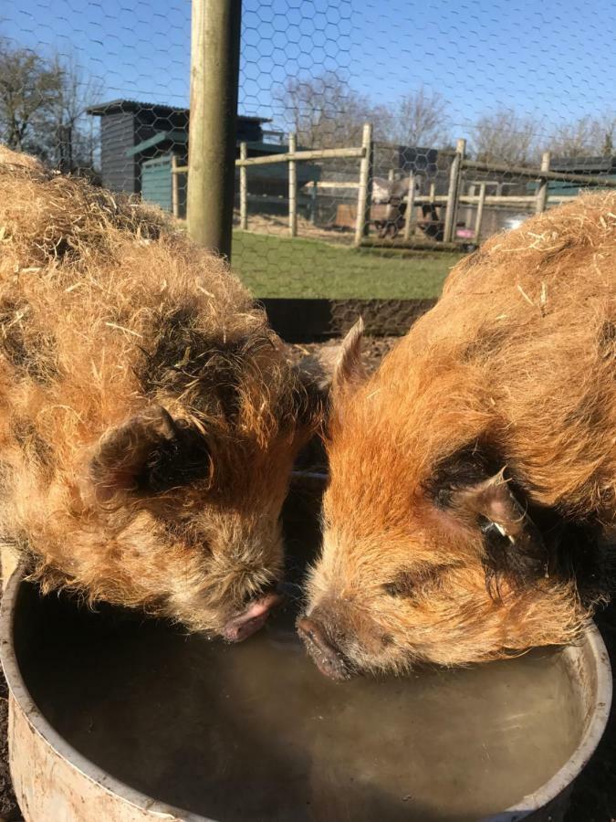 Willow Court Farm Studio South & Petting Farm, 8 Mins From Legoland & Windsor, 15 Mins From Lapland Uk Eksteriør billede