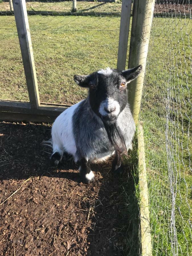 Willow Court Farm Studio South & Petting Farm, 8 Mins From Legoland & Windsor, 15 Mins From Lapland Uk Eksteriør billede
