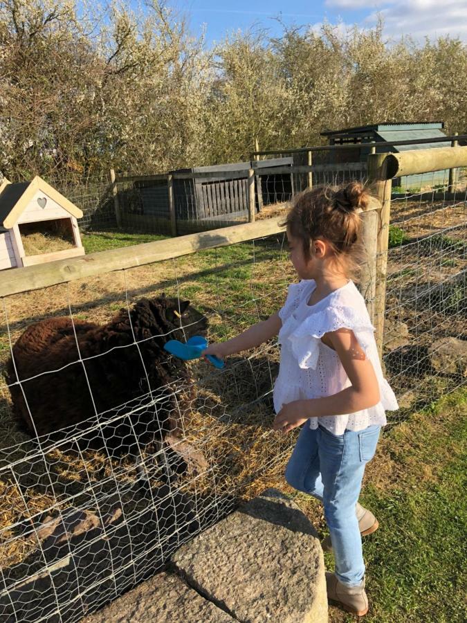 Willow Court Farm Studio South & Petting Farm, 8 Mins From Legoland & Windsor, 15 Mins From Lapland Uk Eksteriør billede